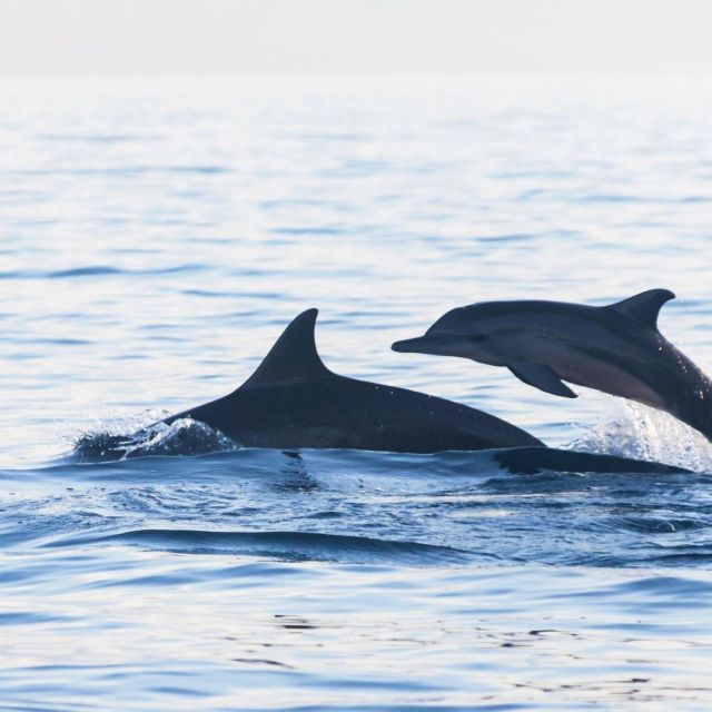bali-bliss-dolphin-lovina-private-expedition