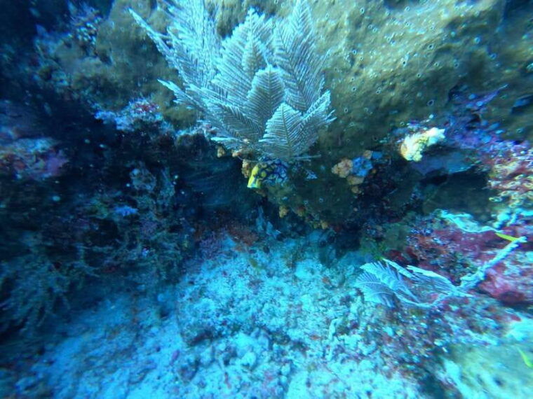bali-blue-lagoon-and-tanjung-jepun-snorkeling-tour-with