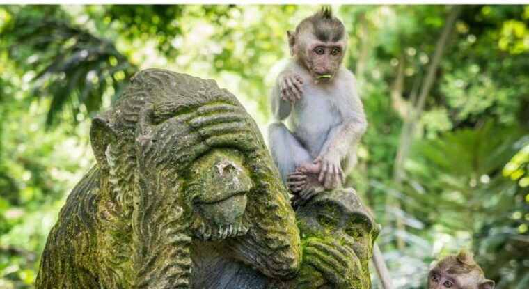 bali-customised-ubud-tour-with-profesional-tour-guide