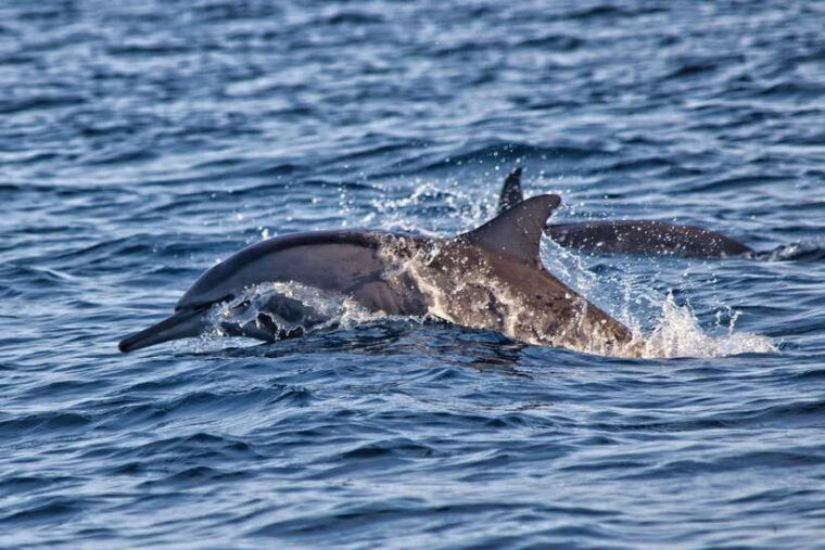 bali-dolphin-watching-waterfall-wanagiri-and-ulun-danu