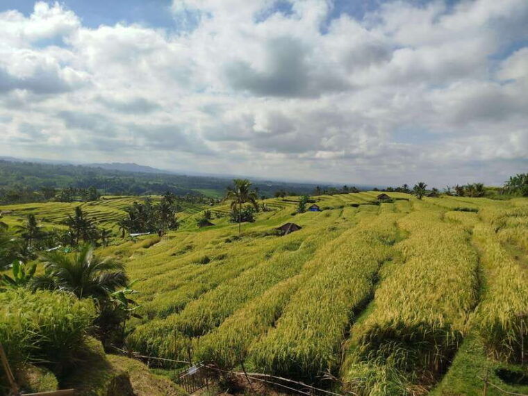 bali-highlight-custumized-private-car-charter-day-tour