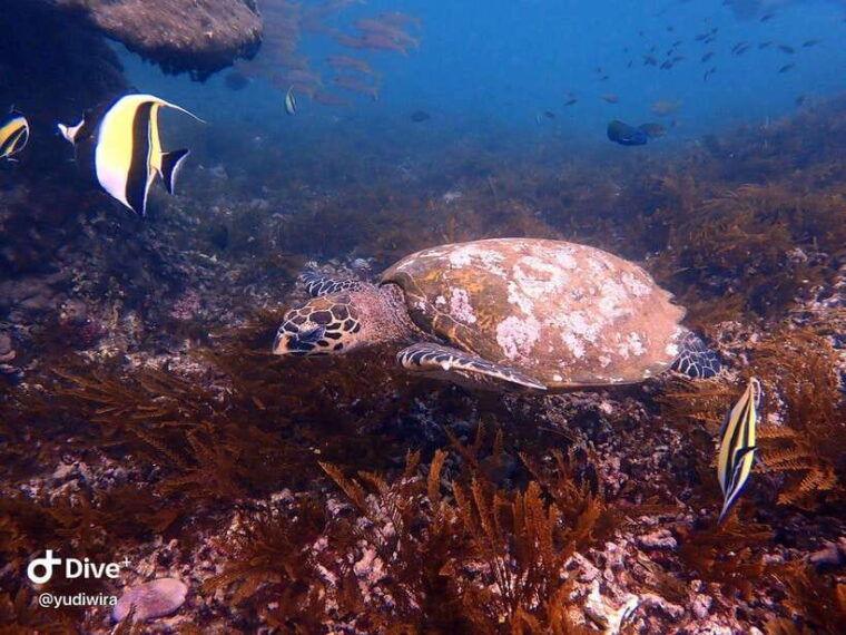 bali-highlights-snorkeling-to-blue-lagoon-with-local-expert