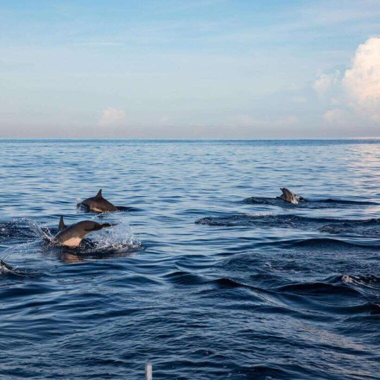 bali-lovina-dolphin-watching-and-snorkeling-tour-2