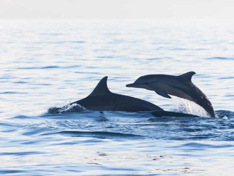 bali-lovina-marine-wonders-dolphin-swim-snorkeling
