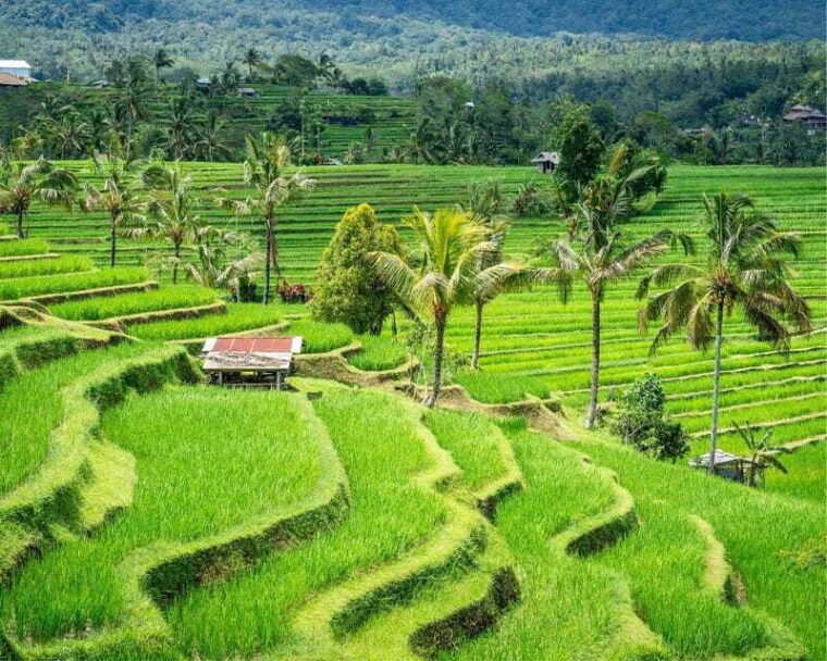 bali-north-bali-tour-with-jatiluwih-ulun-danu-waterfall