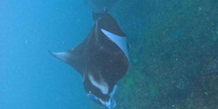 bali-nusa-penida-tour-with-lunch-manta-point-snorkeling