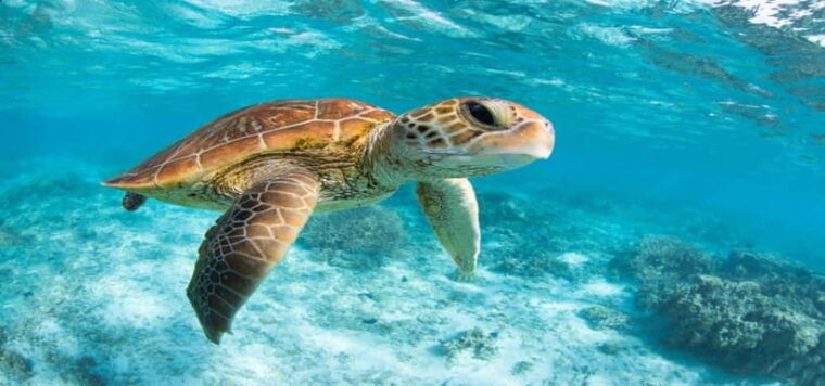 bali-private-snorkeling-at-manta-point-nusa-penida