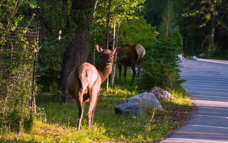 banff-canmore-calgary-moraine-lake-and-lake-louise-guided