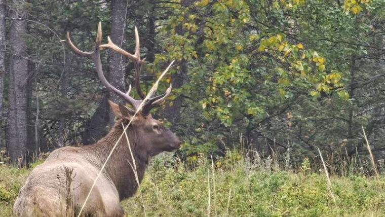banff-evening-wildlife-safari-guided-tour