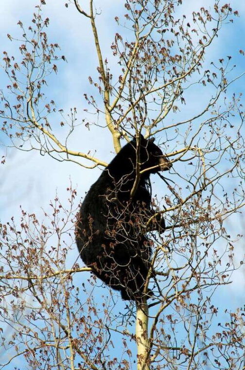 banff-guided-nature-walk-with-bear-country-safety-tips