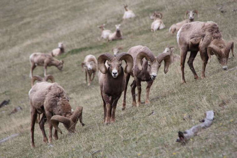 banff-highlights-and-wildlife-group-tour