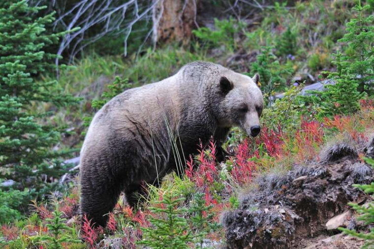 banff-private-guided-nature-walk-2hrs