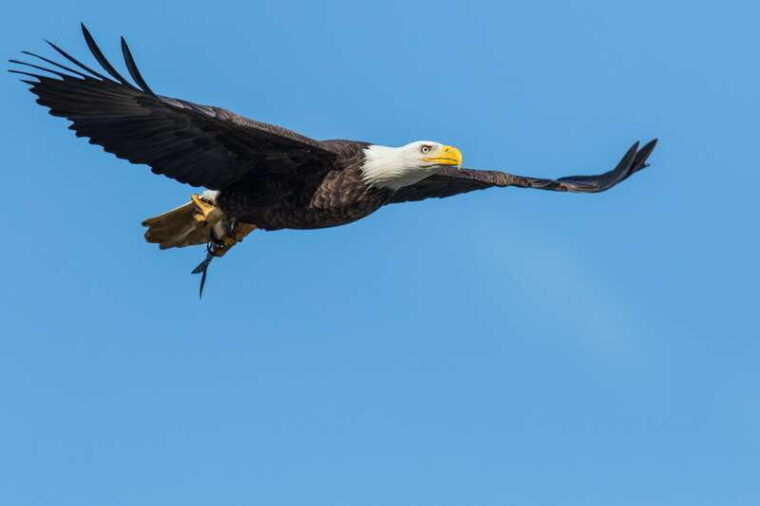 banff-wildlife-on-the-bow-river-big-canoe-tour