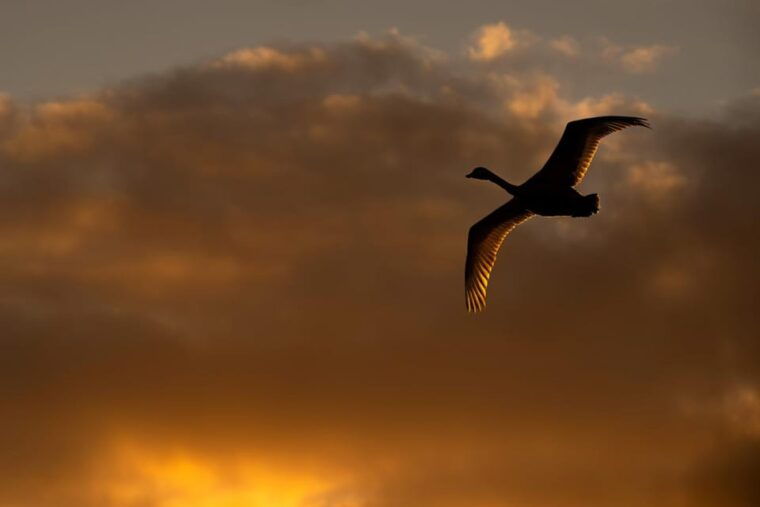 beginners-wildlife-photography-workshop