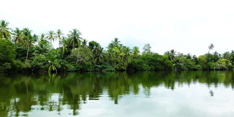 bentota-swampboat-ride-through-mangrove-forest