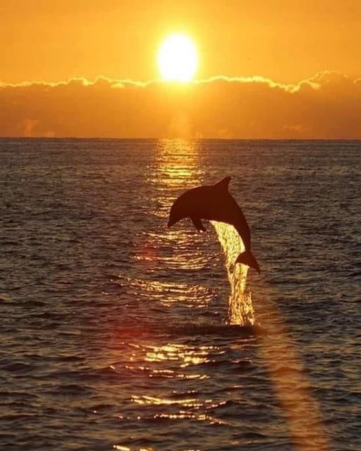 best-lovina-sunrise-dolphins-watching-tour