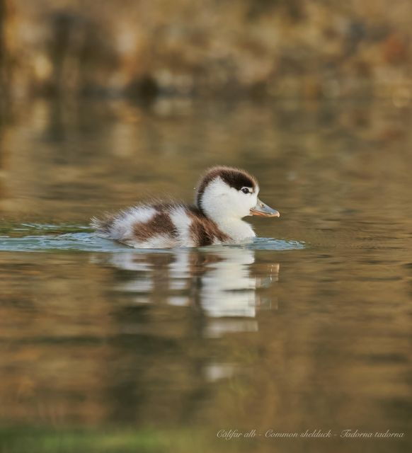 bird-watching-and-photography-private-tour-near-constanta