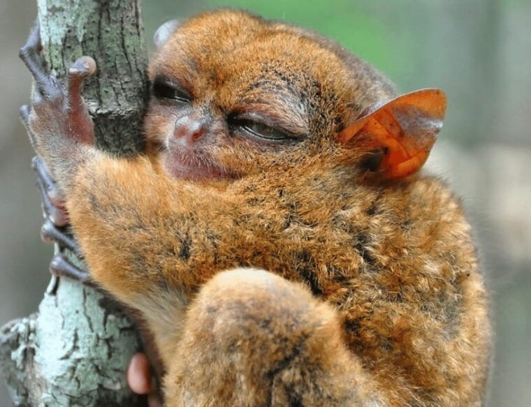 bohol-choco-tour-tarsiers-with-lunch