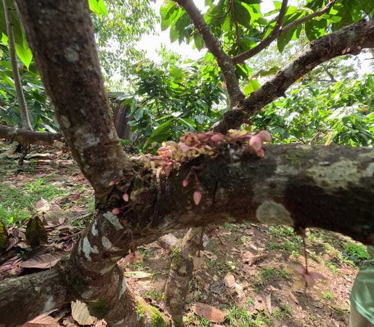 bohol-chocolate-making-and-farm-tour