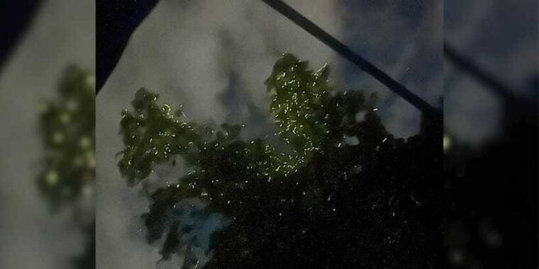 bohol-loboc-river-firefly-watching-shared-tour