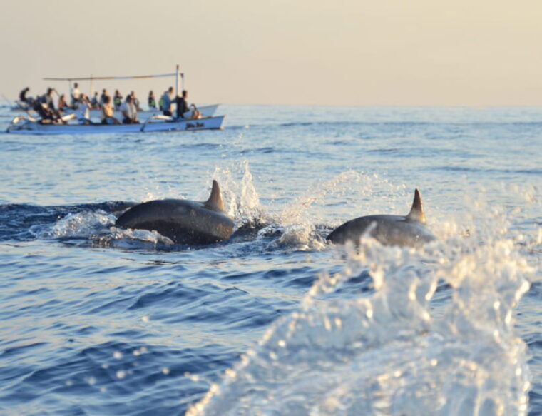 bohol-panglao-island-hopping-dolphin-watching-tour