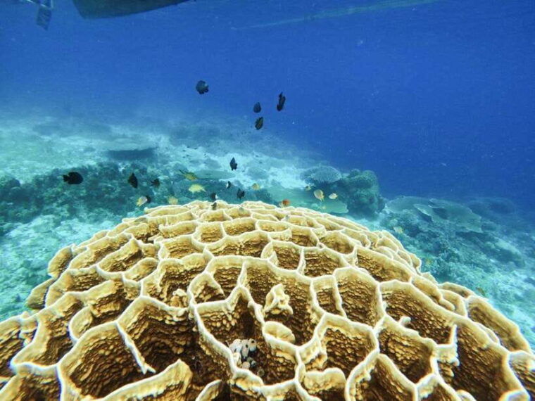 bohol-turtle-sanctuary-snorkeling-boat-tour-with-lunch