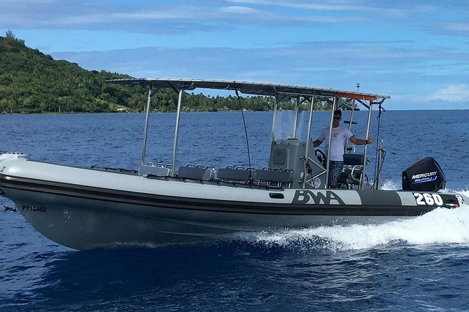 Bora Bora Whale Watching - FAQs