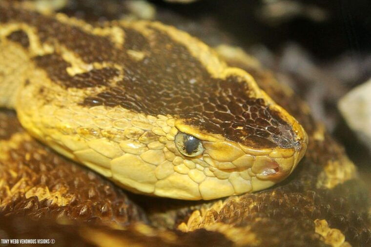 bristol-venomous-snake-tour-w-guide-croc-photo