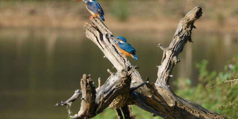bundala-half-day-safari-private-tours-morning-afternoon