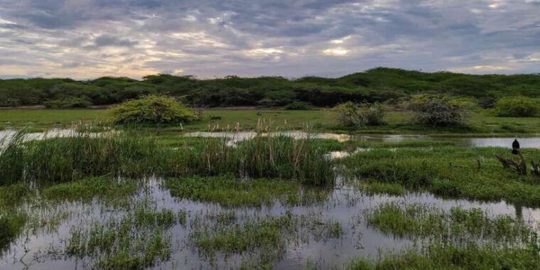 bundala-national-park-3-hour-morning-or-evening-safari