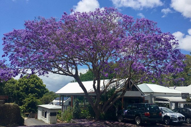 Byron Bay and Beyond Tour Including Cape Bryon Lighthouse Crystal Castle and Bangalow - Final Thoughts