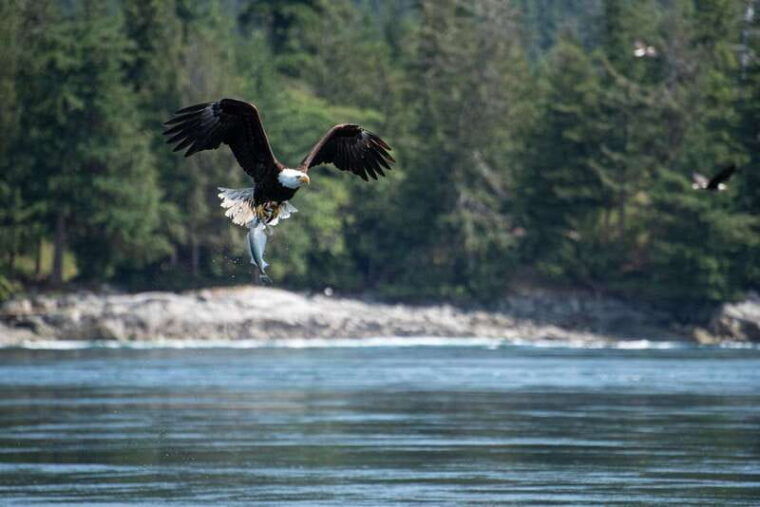 campbell-river-6-hour-whale-watching-boat-tour