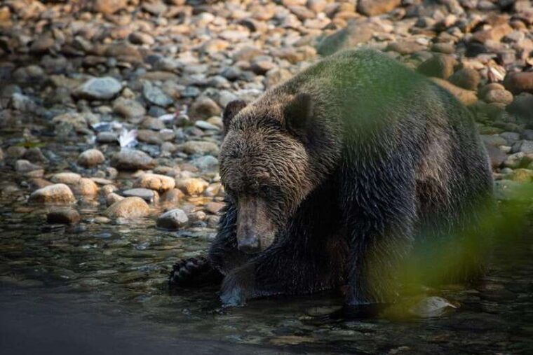 campbell-river-bute-inlet-grizzly-watching-tour-boat-ride