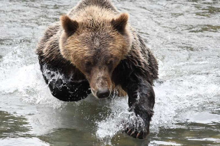 campbell-river-deluxe-grizzlies-indigenous-culture-tour