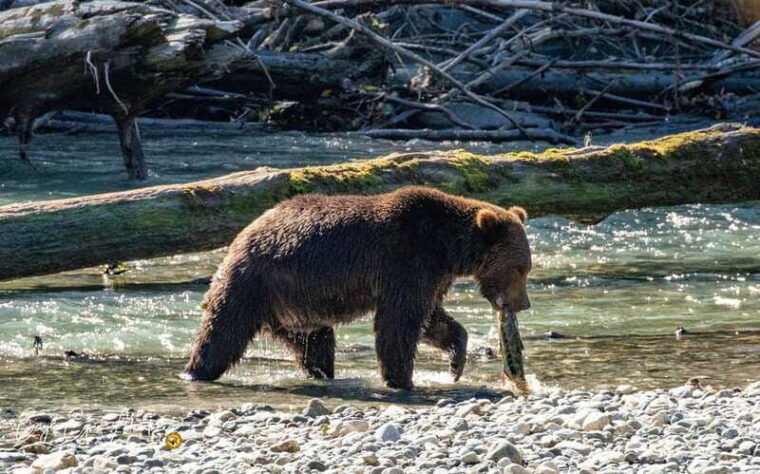 campbell-river-full-day-grizzly-bear-tour-with-lunch