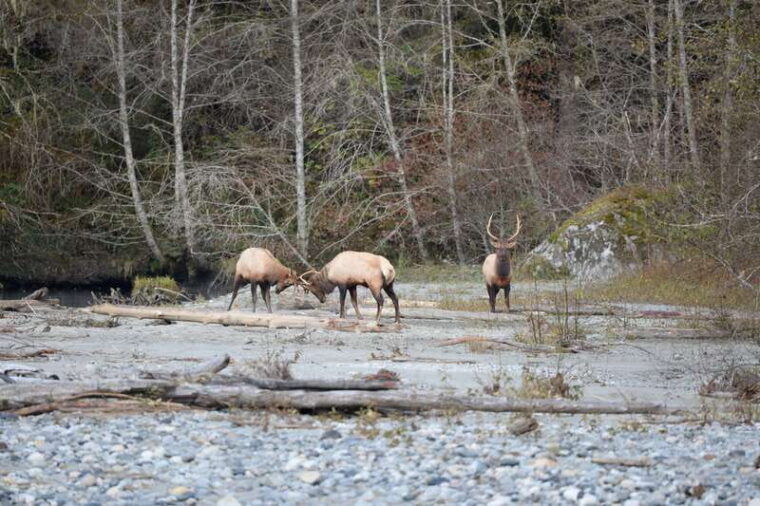 campbell-river-grizzly-bear-watching-tour-with-lunch