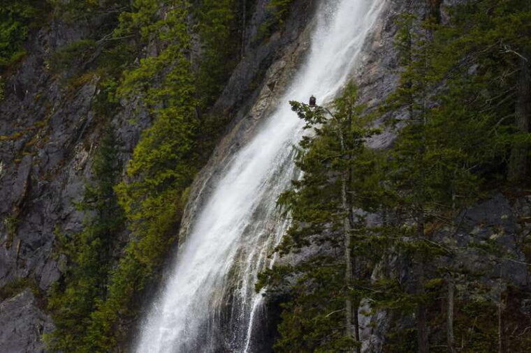 campbell-river-spring-bear-watching-waterfalls-boat-tour