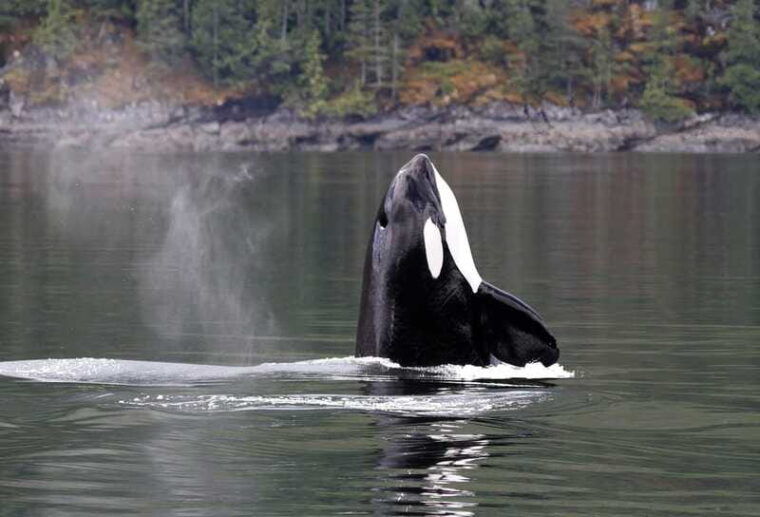 campbell-river-wildlife-tour-by-covered-boat