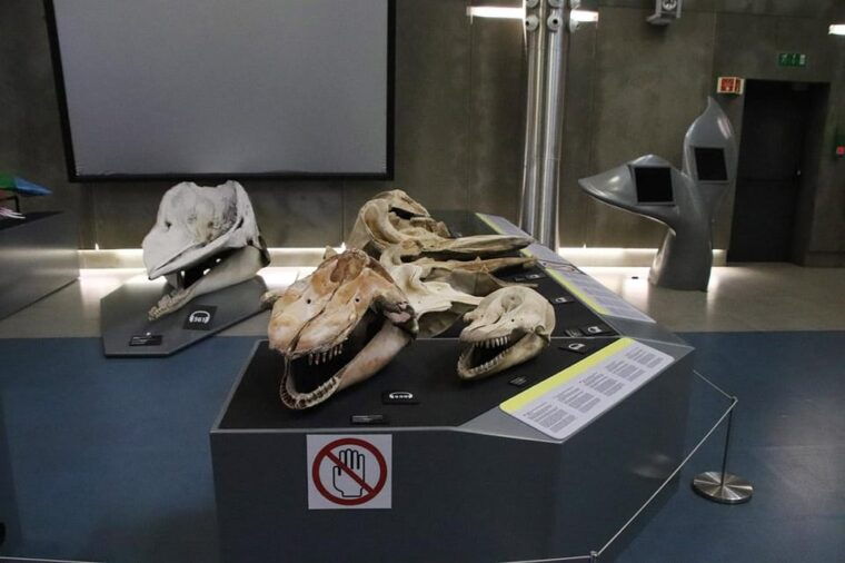 canical-madeira-whale-museum-entry-ticket