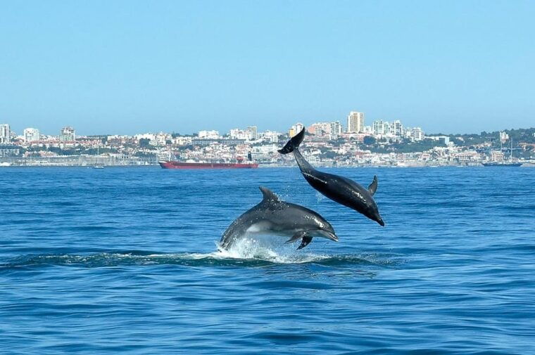 cascais-dolphin-watching-speedboat-tour