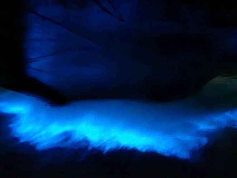 cat-ba-by-night-with-bioluminescent-plankton