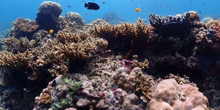cebu-boat-diving-two-dive-tour-in-olango-island