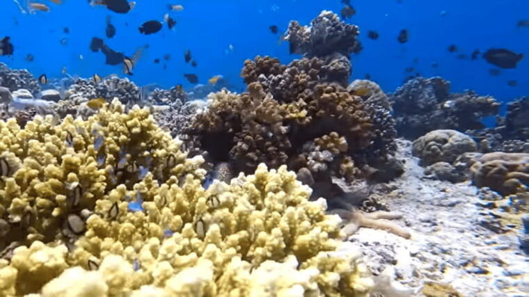 cebu-island-hopping-pescadorsardine-run-andturtle-paradise