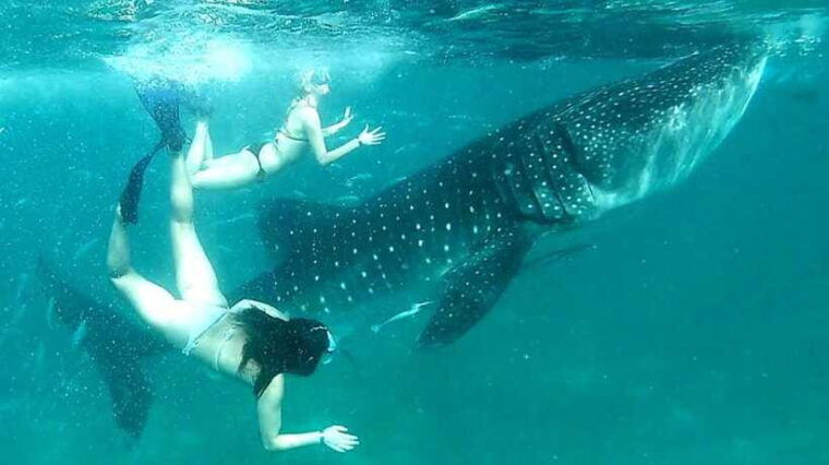 cebu-oslob-whale-sharks-canyoneering-and-ziplining-tour