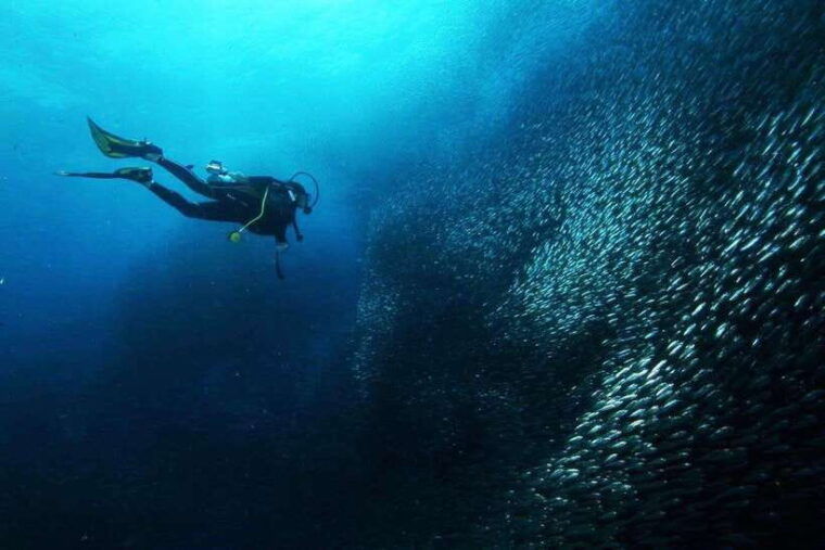 cebu-oslob-whale-sharks-tumalog-falls-sardine-snorkeling