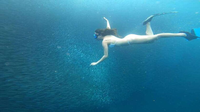 cebu-oslob-whaleshark-sardines-run-snorkeling-day-tour