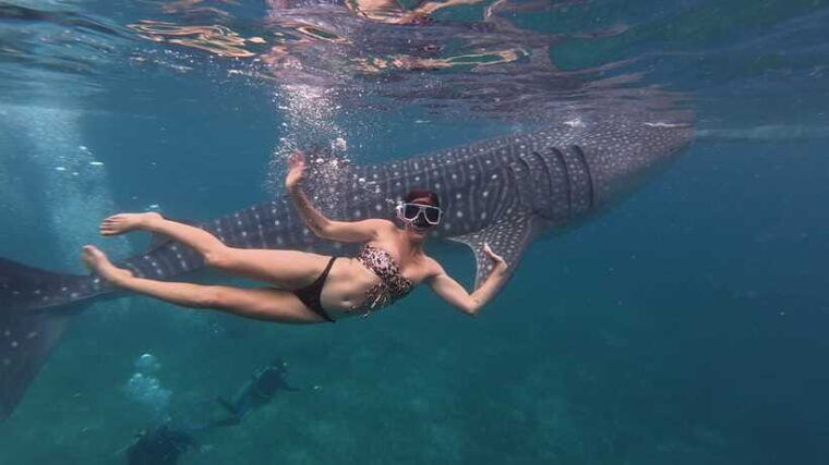 cebu-oslob-whalesharkinambakan-falls-moalboal-sardines-run