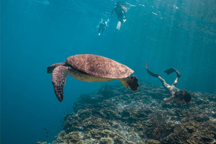 cebu-whale-shark-monkey-sanctuary-moalboal-snorkel-tour