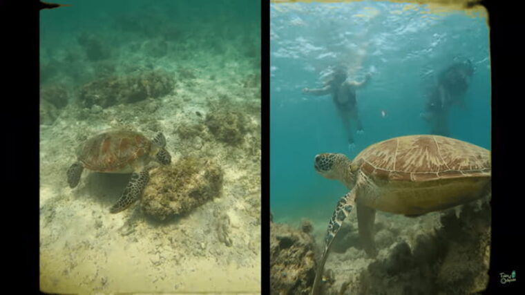 cebu-whale-shark-oslob-and-moalboal-snorkeling-adventure