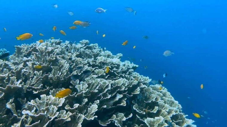 cebu-whale-shark-swim-kawasan-falls-moalboal-sardine-run